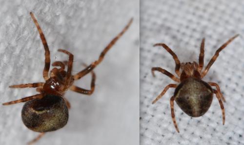 Réf. 271 108 : Araneus (sturmi-triguttatus)